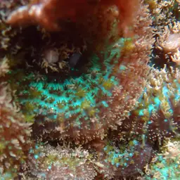 Mushroom Coral