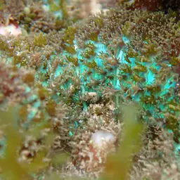Mushroom Coral, photo 2