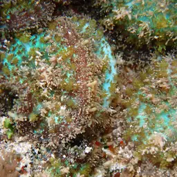 Mushroom Coral, photo 3