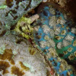 Mushroom Coral, photo 4