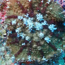 Mushroom Coral, photo 5