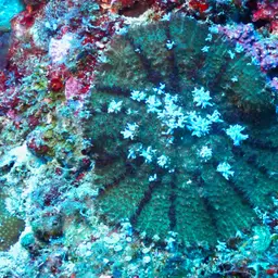 Mushroom Coral, photo 6