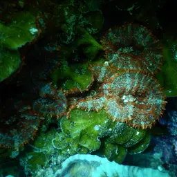 Mushroom Coral, photo 7