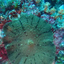 Mushroom Coral, photo 8
