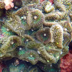 Mushroom Coral, photo 9