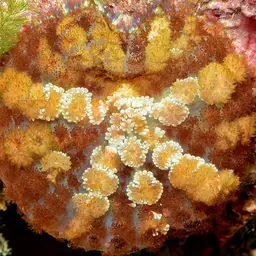 Mushroom Coral, photo 10