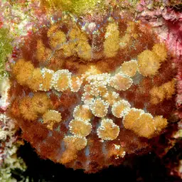 Mushroom Coral, photo 11