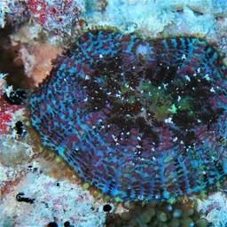 Blue Mushroom Anemone