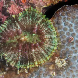 Blue Mushroom Anemone, photo 2