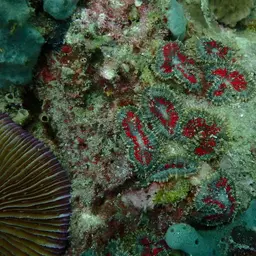 Blue Mushroom Anemone, photo 3