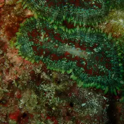 Blue Mushroom Anemone, photo 4