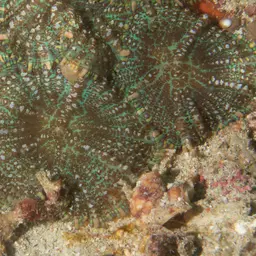 Blue Mushroom Anemone, photo 6