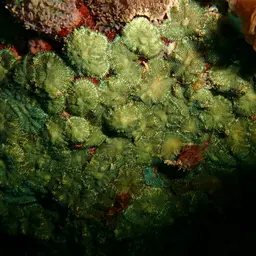 Blue Mushroom Anemone, photo 7