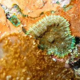Blue Mushroom Anemone, photo 8
