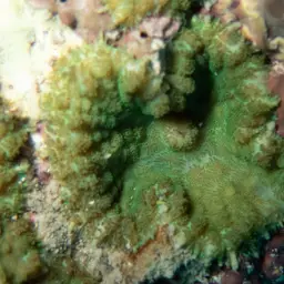 Blue Mushroom Anemone, photo 10