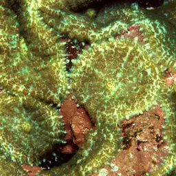 Blue Mushroom Anemone, photo 11