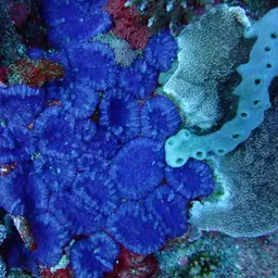 Blue Mushroom Anemone, photo 12