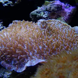 Hairy Mushroom Anemone