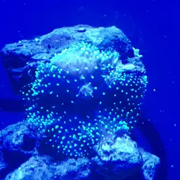 Hairy Mushroom Anemone, photo 2