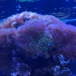 Hairy Mushroom Anemone, photo 3