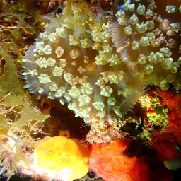 Warty Corallimorph, photo 2