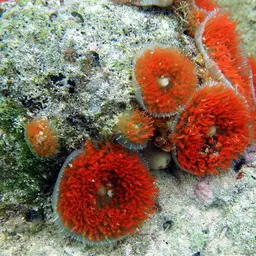 Warty Corallimorph, photo 5