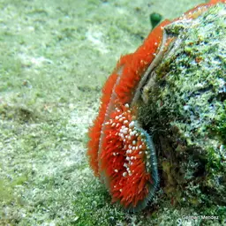 Warty Corallimorph, photo 6