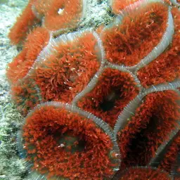 Warty Corallimorph, photo 7