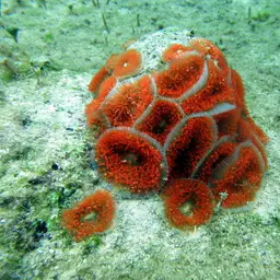 Warty Corallimorph, photo 8