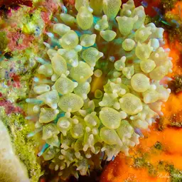 Warty Corallimorph, photo 9