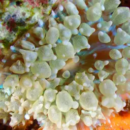 Warty Corallimorph, photo 10