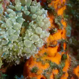 Warty Corallimorph, photo 11
