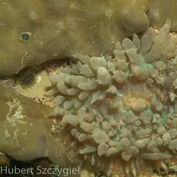 Warty Corallimorph, photo 12