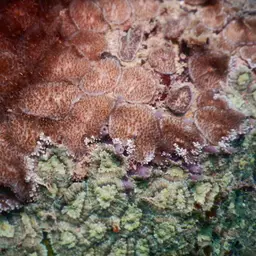 Red-mouth Mushroom Anemone