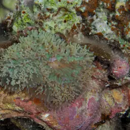 Red-mouth Mushroom Anemone, photo 2