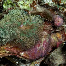 Red-mouth Mushroom Anemone, photo 3
