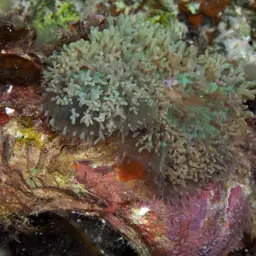 Red-mouth Mushroom Anemone, photo 4