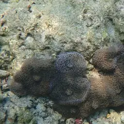 Red-mouth Mushroom Anemone, photo 5