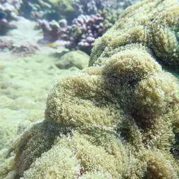 Red-mouth Mushroom Anemone, photo 6