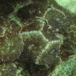 Red-mouth Mushroom Anemone, photo 7