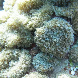 Red-mouth Mushroom Anemone, photo 9