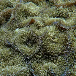 Red-mouth Mushroom Anemone, photo 10