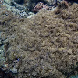 Red-mouth Mushroom Anemone, photo 11