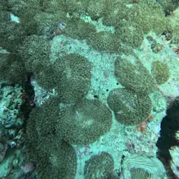 Red-mouth Mushroom Anemone, photo 12