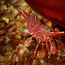 Camel Shrimp, photo 1