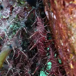 Camel Shrimp, photo 2