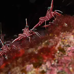 Camel Shrimp, photo 3