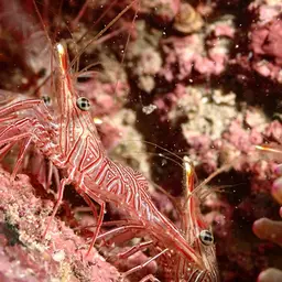 Camel Shrimp, photo 4