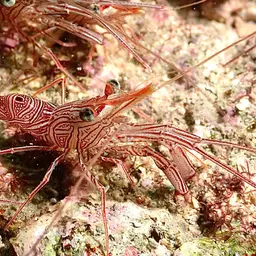 Camel Shrimp, photo 5