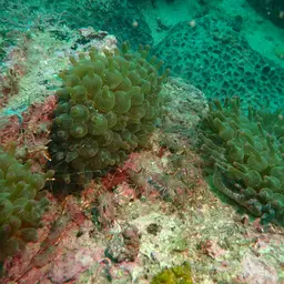 Camel Shrimp, photo 6